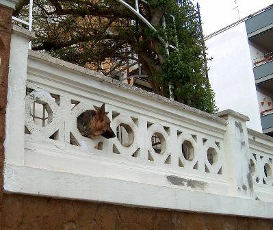 Sei proprio un cane curiosone! - by Envy